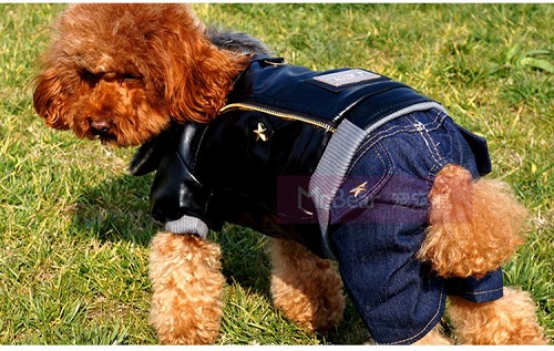 Hundehose