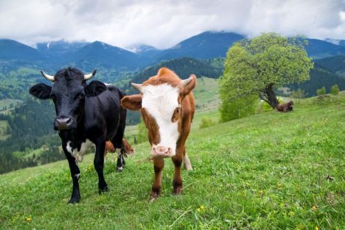 Kühe, beliebtes Nutzvieh auf der Erde