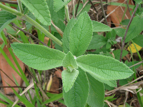 Salbei