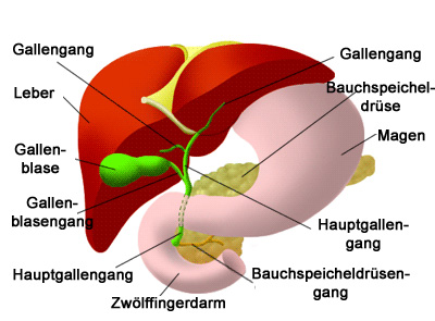 Die Pflege der Bauchspeicheldrüse