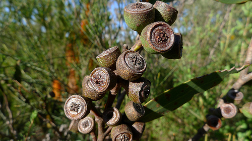 eukalyptus