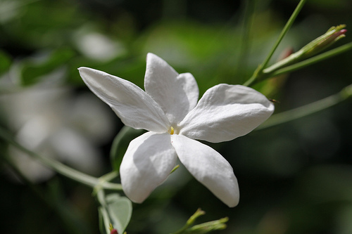 jasmin-tee-trinken
