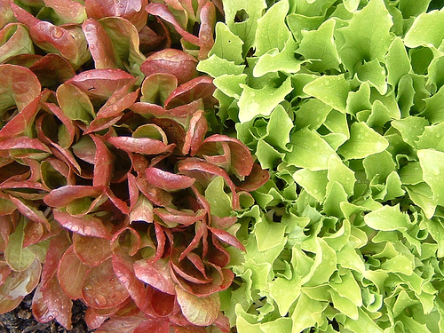 Salat ist eine gute Ernährung bei Endometriose