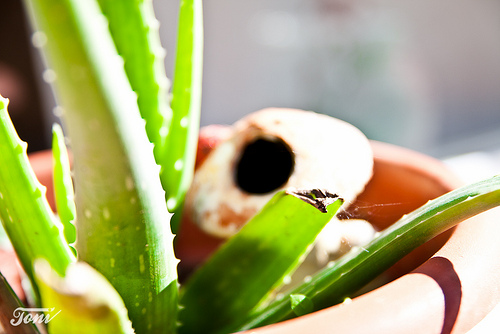 Aloe-Vera