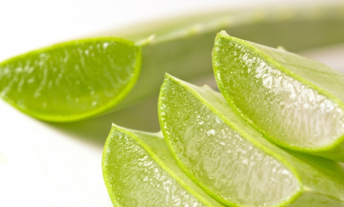 Aloe-vera gegen Blutergüsse