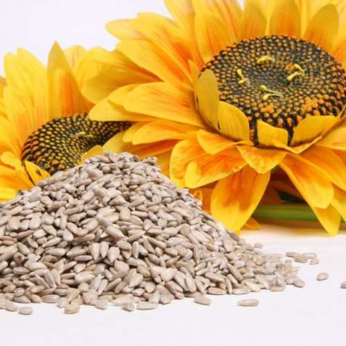 Kerne von Sonnenblumen