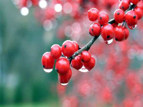 guarana