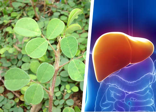 Desmodium adscendens zum Schutz der Leber