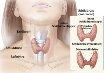 Kropf: Vergrößerung der Schilddrüse