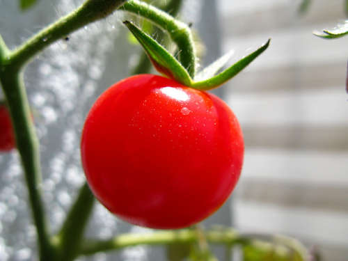 tomate