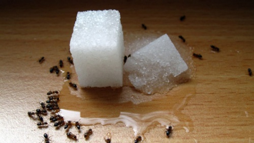 Zucker gegen Ameisen