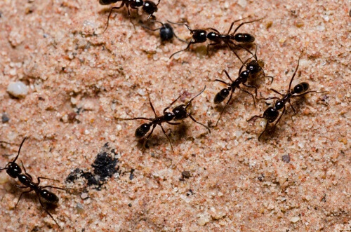 Natürliche und günstige Ameisen-Mittel