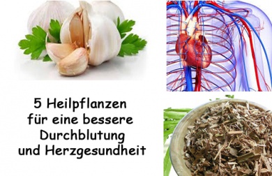 5 Pflanzen für eine bessere Durchblutung und ein gesundes Herz