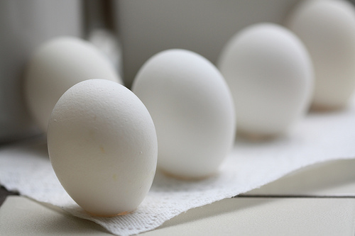 eier