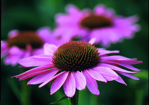 Echinacea purpurea - roter Sonnenhut, blühende Pflanze.