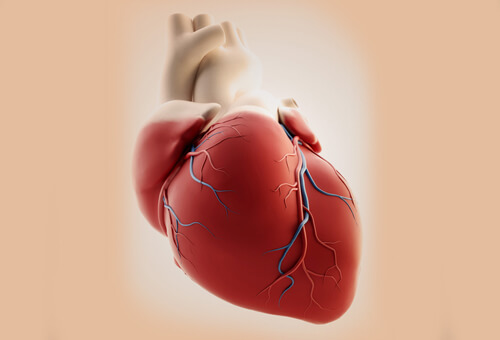 „Broken Heart Syndrom“: wenn Liebeskummer dem Herz schadet