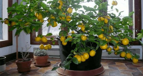 Zitronenbäume selbst ziehen
