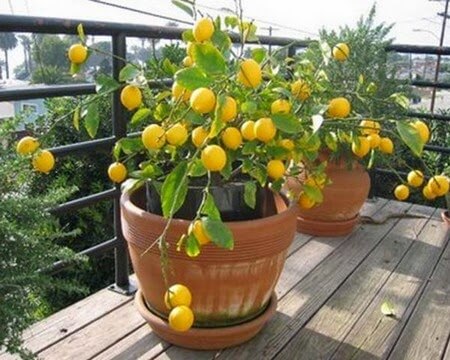 Blumentopf mit Zitronenbaum