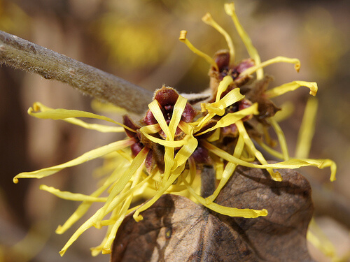 Hamamelis mollis 94-395-A