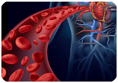 Heart Blood Health