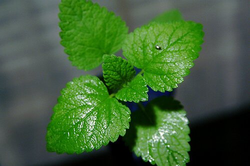 Hausmittel Pfefferminzöl- Minze ist ein Alleskönner