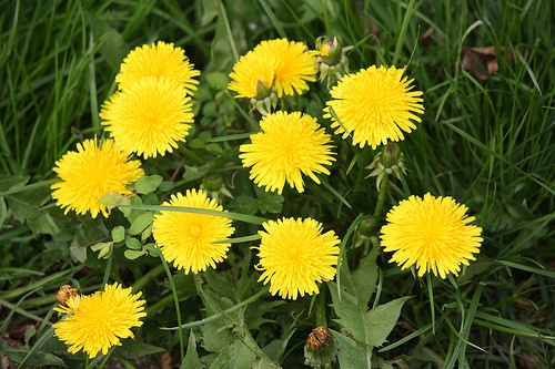 Löwenzahn wächst im Garten und lächelt uns an