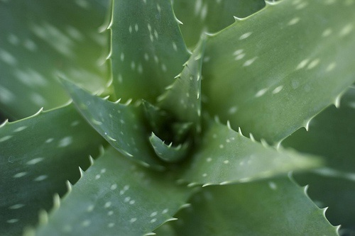 aloe