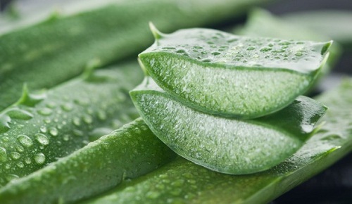 Aloe Vera für glänzende und duftende Haare