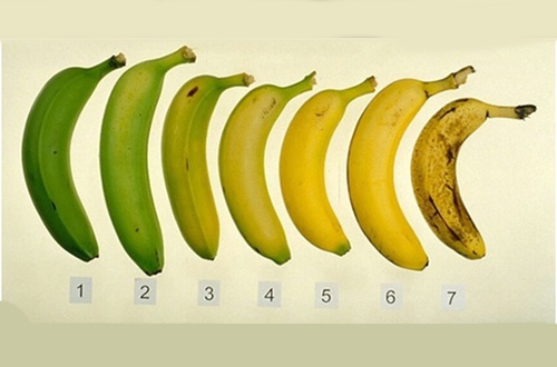 Sind grüne oder reife Bananen gesünder?