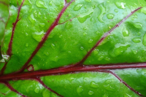 grünes-blatt-rote-bete-net-efekt-500x334