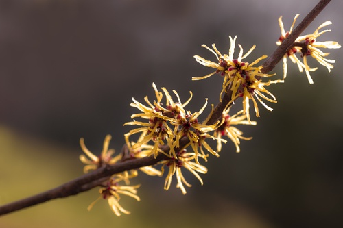 hamamelis