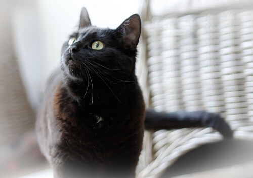 katze