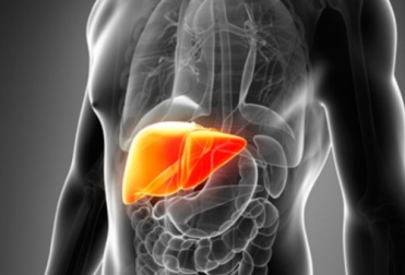 9 Lebensmittel und Gewohnheiten für eine gesunde Leber