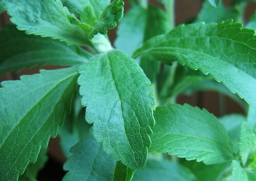 Entgiftungskur mit Grüntee und Stevia