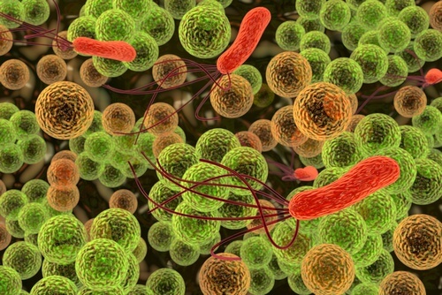 Bakterien und Stechmücken