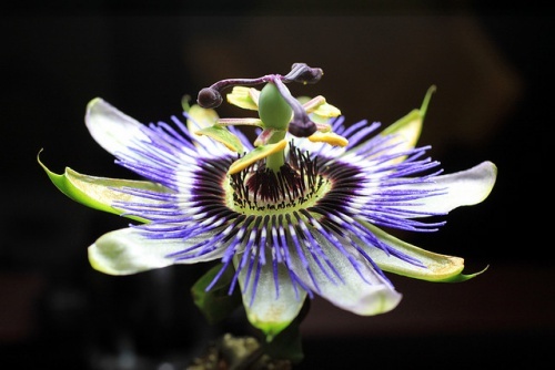 Passionsblume Humberto-Terenziani1-500x334