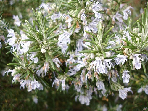 Rosmarinbluete