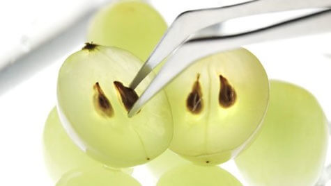 Traubenkerne als natürliche Medizin für deine Nieren