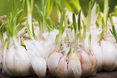Keimender Knoblauch: wozu dient er?