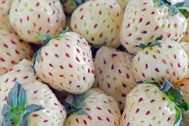 Kennst du die Ananas Erdbeere? Eine Erdbeere mit Ananasgeschmack!