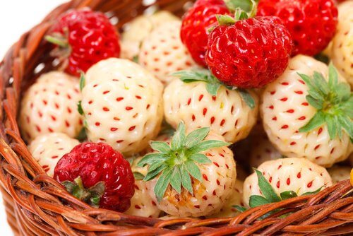 Bunte_Erdbeeren