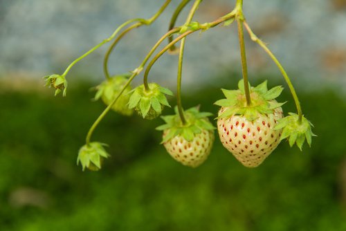 Erdbeeren