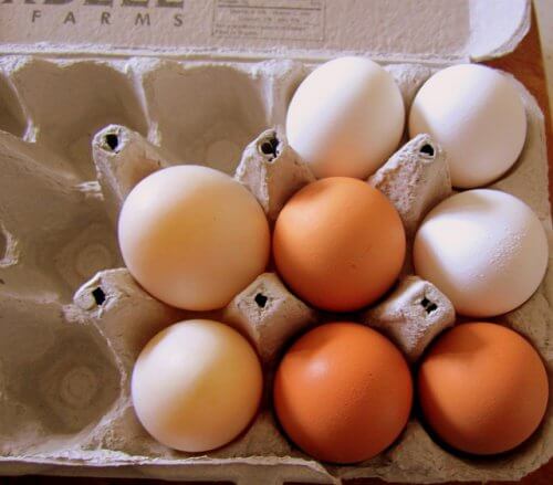 Eier