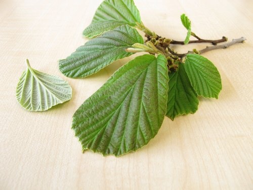 Tees gegen Krampfadern: Hamamelis
