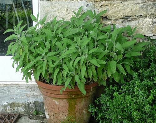 Salbei