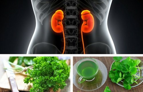 3 ausgezeichnete Tees für die Gesundheit der Nieren