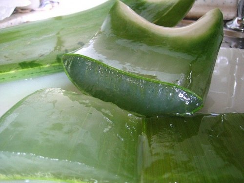 AloeVera als Seife