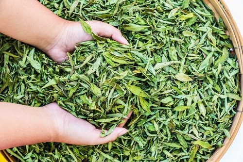 Stevia für einen ausgeglichenen Zuckerhaushalt