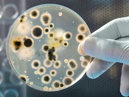 Bakterien mit Antibiotika behandeln