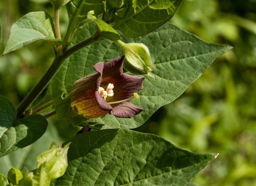 gefährliche Zimmerpflanzen: Belladonna